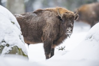 European bison (Bison bonasus) or Wisent standing on a meadow next to the forest in winter, snow,