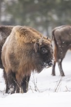 European bison (Bison bonasus) or Wisent standing on a meadow next to the forest in winter, snow,