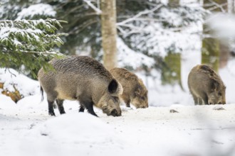Wild boar (Sus scrofa) standing in a forest in winter, snow, Bavaria, Germany
