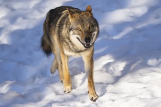 European gray wolf (Canis lupus lupus) walking in a forest in winter, snow, Bavaria, Germany