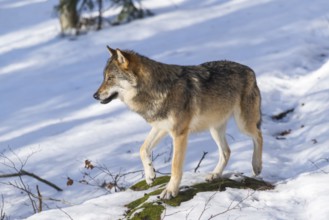 European gray wolf (Canis lupus lupus) standing in a forest in winter, snow, Bavaria, Germany