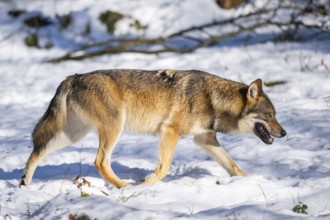 European gray wolf (Canis lupus lupus) walking in a forest in winter, snow, Bavaria, Germany