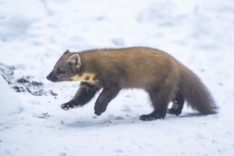 European pine marten (Martes martes) running in the snow in winter, National Park Bavarian Forest,