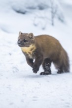European pine marten (Martes martes) running in the snow in winter, National Park Bavarian Forest,