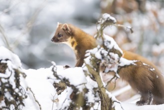 European pine marten (Martes martes) standing in the snow in winter, National Park Bavarian Forest,