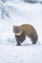 European pine marten (Martes martes) running in the snow in winter, National Park Bavarian Forest,