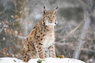 Eurasian lynx (Lynx lynx) sitting in a forest in winter, snow, Bavaria, Germany