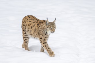 Eurasian lynx (Lynx lynx) walking in a forest in winter, snow, Bavaria, Germany