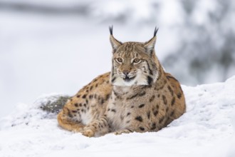 Eurasian lynx (Lynx lynx) lying in a forest in winter, snow, Bavaria, Germany