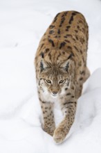 Eurasian lynx (Lynx lynx) walking in a forest in winter, snow, Bavaria, Germany