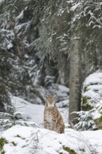 Eurasian lynx (Lynx lynx) sitting in a forest in winter, snow, Bavaria, Germany