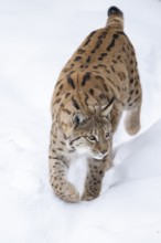 Eurasian lynx (Lynx lynx) walking in a forest in winter, snow, Bavaria, Germany