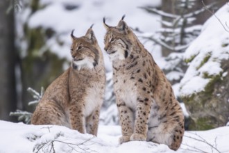 Eurasian lynx (Lynx lynx) sitting in a forest in winter, snow, Bavaria, Germany