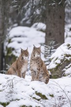 Eurasian lynx (Lynx lynx) sitting in a forest in winter, snow, Bavaria, Germany