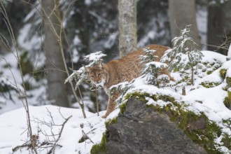 Eurasian lynx (Lynx lynx) standing in a forest in winter, snow, Bavaria, Germany