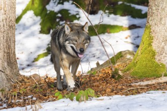 European gray wolf (Canis lupus lupus) walking in a forest in winter, snow, Bavaria, Germany