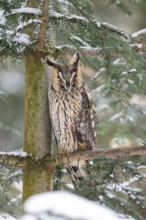 Long-eared owl (Asio otus) sitting on a branch in winter, National Park Bavarian Forest, Bavaria,