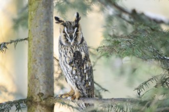 Long-eared owl (Asio otus) sitting on a branch in winter, National Park Bavarian Forest, Bavaria,