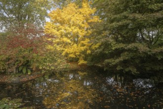 Japanese Japanese maple (Acer palmatum Sangu-Kaku) in autumn leaves, Emsland, Lower Saxony, Germany