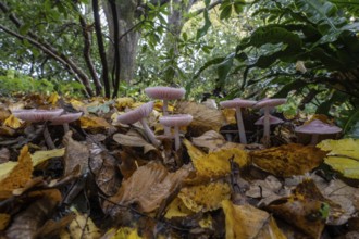 Dwarf paint funnels (Laccaria tortilis), Emsland, Lower Saxony, Germany