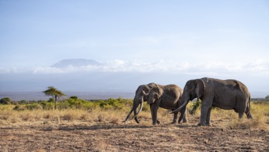 Two African elephants (Loxodonta africana) in a picturesque landscape with the summit of Mount