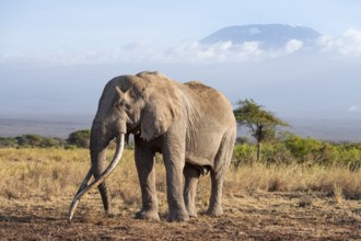 African elephant (Loxodonta africana) in picturesque landscape with the summit of Mount