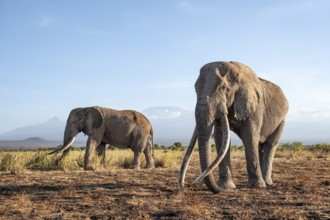 Two African elephants (Loxodonta africana) in a picturesque landscape with the summit of Mount