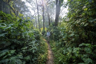 Tourist hiking trail through dense vegetation in tropical mountain rainforest, primeval forest,