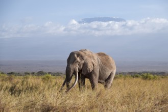 African elephant (Loxodonta africana) in picturesque savanna landscape with the summit of Mount