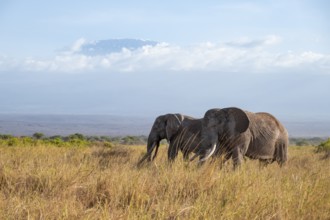 Two African elephants (Loxodonta africana) in a picturesque savanna landscape with the summit of