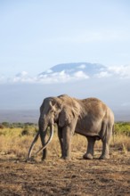 African elephant (Loxodonta africana) in picturesque savanna landscape with the summit of Mount