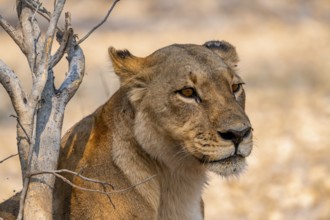 Lion (Panthera leo), adult female, animal portrait, Moremi Game Reserve, Botswana