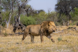 Lion (Panthera leo), adult male walking, Moremi Game Reserve, Botswana