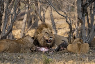 Lion (Panthera Leo) with kill, pack eats captured buffalo, adult male with prey, Moremi Game