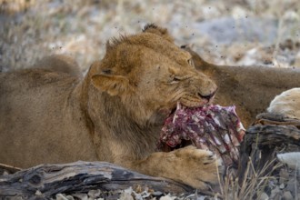 Lion (Panthera Leo) with kill, juvenile male eats the ribs of the captured buffalo, Moremi Game