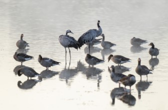 Cranes (Grus grus), cranes and gray geese (Anser anser) stand in the shallow water zone of a lake,
