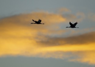 Crane (Grus grus) two cranes flying in the morning light against a blue sky with warm orange