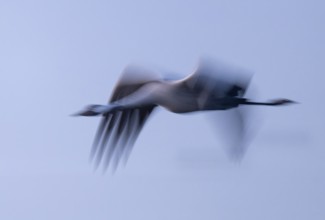 Crane (Grus grus) flying in morning light, motion blur, long exposure, puller, wiping effect, Lower