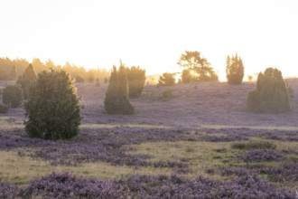 Golden sunbeams over the blooming Lüneburger Heide near Niederhaverbeck