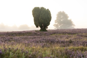 Enchanting morning atmosphere in August with fog in the blooming Lüneburger Heide near