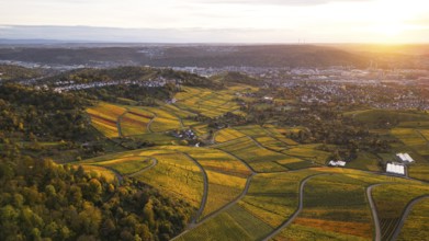 Golden sunset over the glowing autumnal vineyards on the Kappelberg between Fellbach and Stuttgart