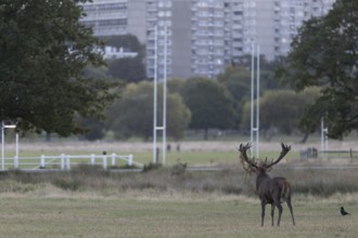 Red deer at the rutting 2025, London, Great Britain