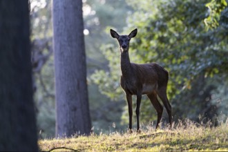 Red deer at the rutting 2025, London, Great Britain