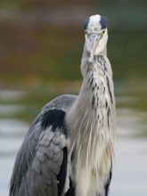 A gray heron on the water, Ruhrpott, North Rhine-Westphalia, Germany