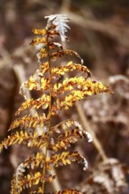 Autumn colors, Golden October, Germany