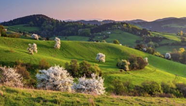 Spring blooming landscape, trees in the foreground, green hills covered with blooming flowers,
