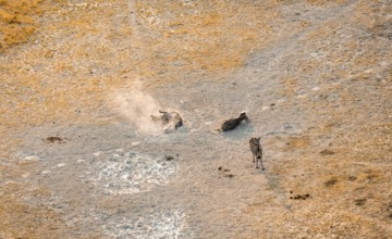 Steppe zebras (Equus quagga) rolling in dust, savanna landscape with yellow grass, aerial view,