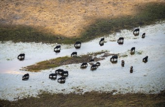 Kaffir buffalo (Syncerus caffer caffer), flock in river, aerial view, Okavango Delta, Botswana