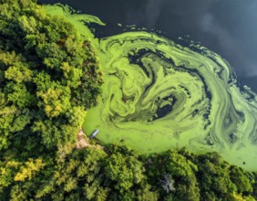 Green algae on the lake. Aerial view of nature, landscape with hills and forest in summer, cloudy