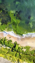 Green algae on the sandy shore of an ocean. Fascinating phenomenon of wild coastline with green